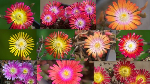 200 samen seeds - 200, delosperma