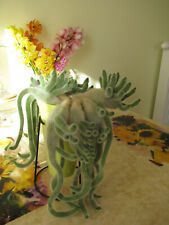 Kaktus   Kakteen  Schlangenkaktus orangeblühend Ableger Jungpflanze