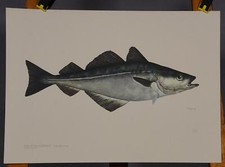 Poster Zoologie Wandkarte Plakat Fisch Seelachs Pollachius virens