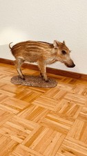 Tierpräparat Präparat