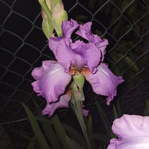 Iris violett - iris, in