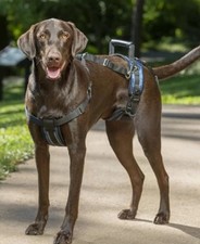 Petsafe carelift - ⭐,