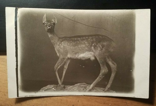 Reh wohl ausgestopft jagd - reh,