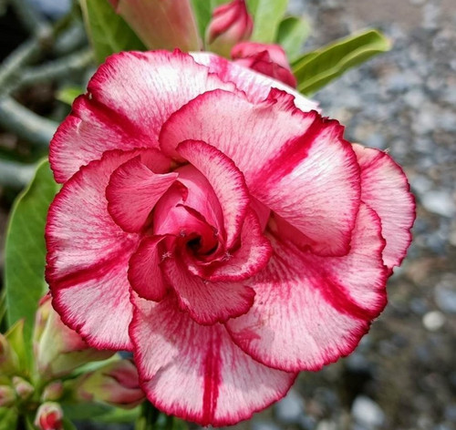 Wüstenrose adenium obesum - obesum,