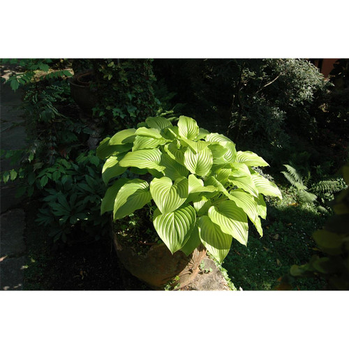 Hosta sieboldiana august - hosta, 'august