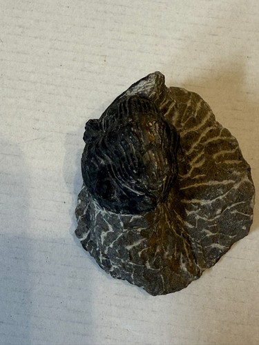 Trilobit phacops kambrium - trilobit,, phacops,