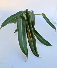 Kräftiger Philodendron