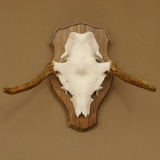 Elchgeweih kleines Elch Geweih