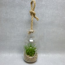 Formano Deko Glas Sukkulente