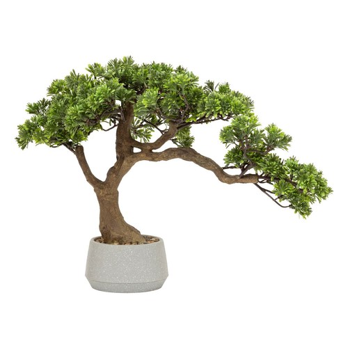 Bonsai zimmerpflanze - bonsai,