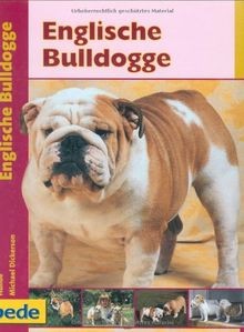 Englische bulldogge - englische,