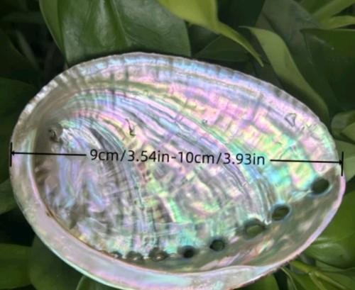 Abalone muschel 100 natur - abalone, 100%