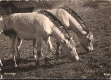 AK 2 Pferde, Norweger, Popp Karte, Tiere (Nr. 1891)