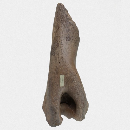 Humerus steppenbison bison - steppenbison,