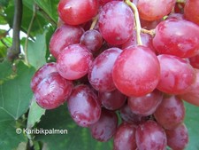 Vitis 'RazzMatazz'® immertragende kernlose Weinrebe Pflanze 30-50cm Weinstock