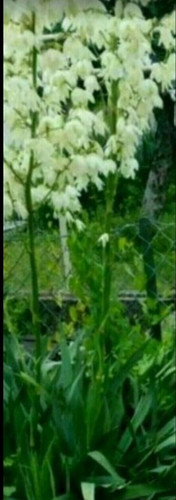 Yucca palme palmlilie um - palmlilie,