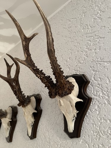 Rehgeweih trophäe rehbock - trophäe,