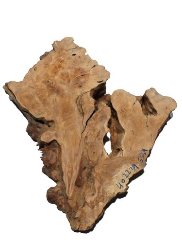Oliven wurzelholz holz - 1x, für