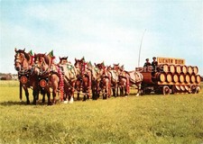 Pferde Belgische Kaltblueter