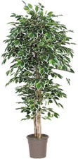 artplants Kunststoff Ficus