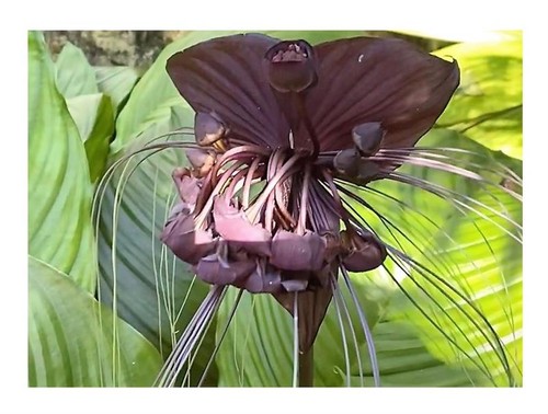 10x tacca chantrieri - tacca,