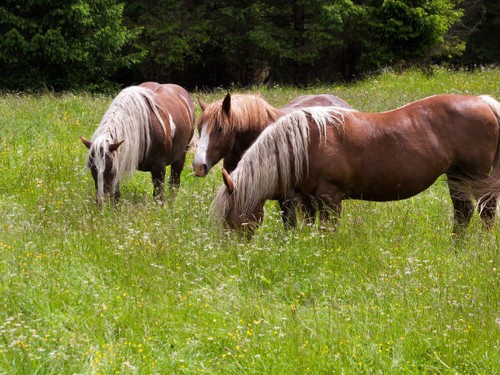 Pferdeweide samen mehrjährig - samen,