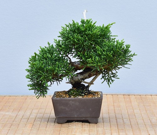 Bonsai outdoor chin - bonsai, outdoor,