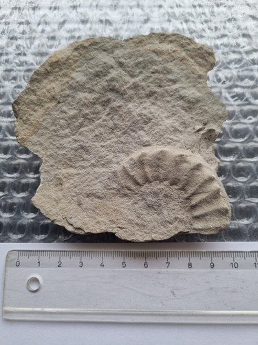 Ammonit fossil schnecke - fossil,