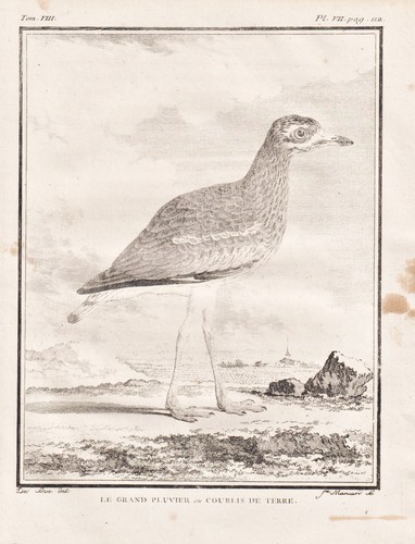 Triel curlew regenpfeifer - curlew,