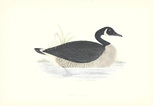 Kanadagans gans ente - gans,, ente,