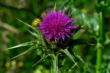 500 samen mariendistel silybum - 500,