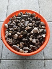 Zierkies Ziersteine Garten-Kies Aquariumkies Terrariumkies Edelkies