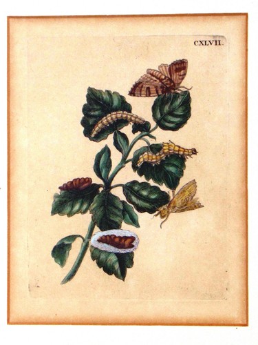 Maria sibylla merian pflanze - maria,