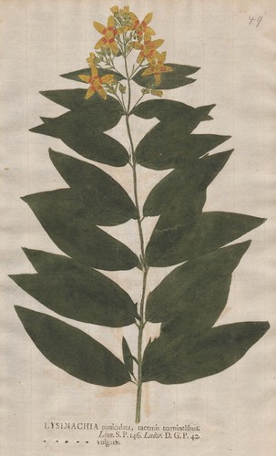 Lysimachia gilbweiderich - lysimachia,