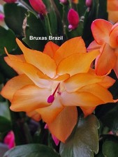 Schlumbergera Hybride "  Bruxas Brazil "