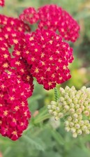 Red Yarrow Heirloom Starter