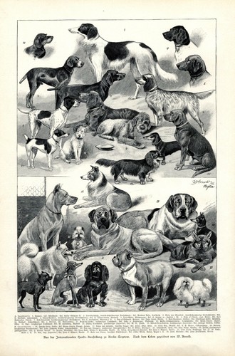 Hundeausstellung berlin - hundeausstellung,