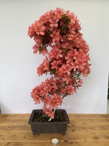 Bonsai azalee satsuki - bonsai,