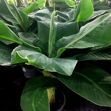 Zwerg Banane Musa acuminata