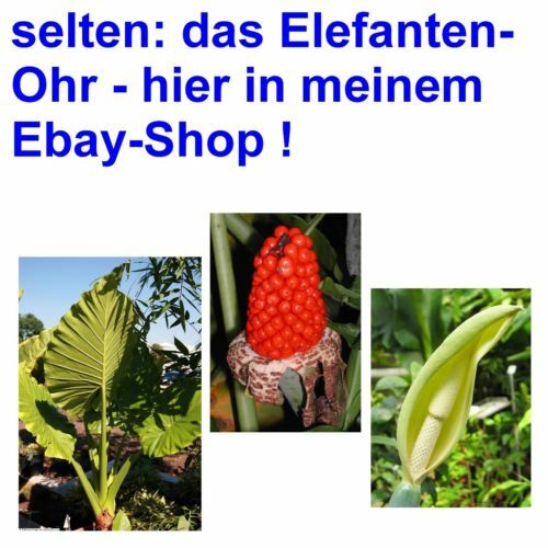 Samen die elefantenohr - samen,