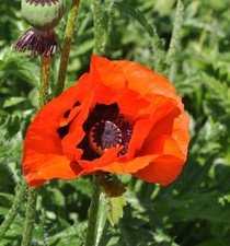 Türkischer Mohn Brilliant -