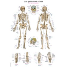 Erler zimmer anatomische - erler,