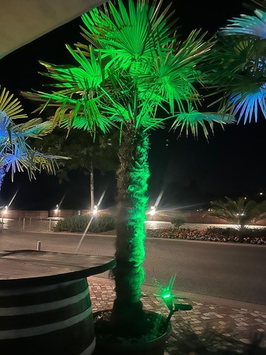 Xxl palme trachycarpus - palme,