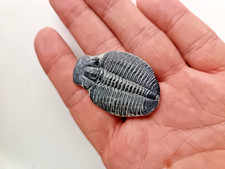 Riesiger kambrischer Elrathia