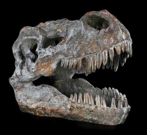 Totenkopf tyrannosaurus rex - tyrannosaurus,