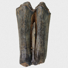 Fossil Steppenbison Backenzahn