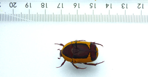 Entomologie käfer pachnoda - entomologie,, kÄfer: