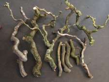 Im Nov: Bio Korkenzieher Hasel