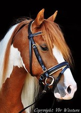 FSS Deutsch BEIGE ORANGE