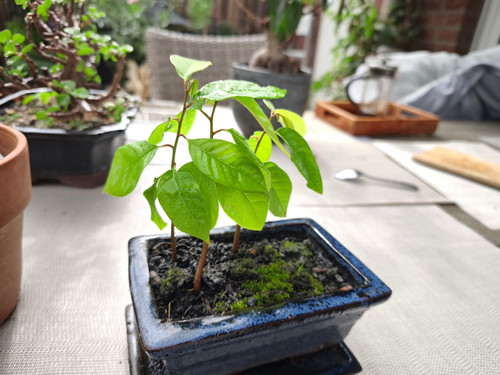 Cherimoya jungpflanze einzeln - cherimoya,